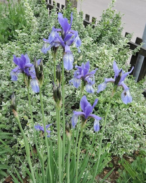 strandiris Iris sibirica