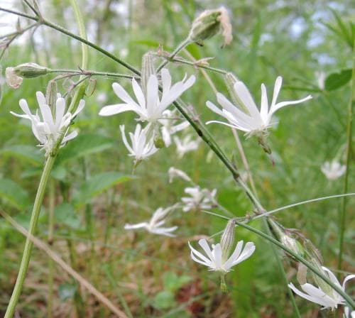 vanlig backglim Silene nutans var. nutans