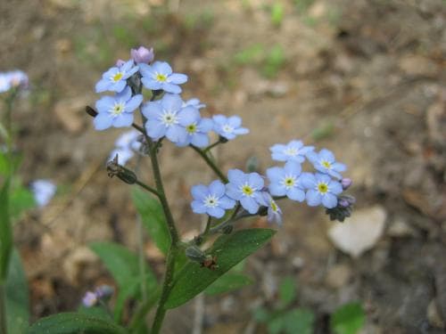 skogsförgätmigej Myosotis sylvatica