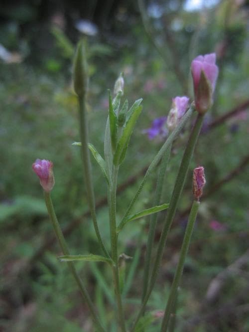 grådunört Epilobium lamyi