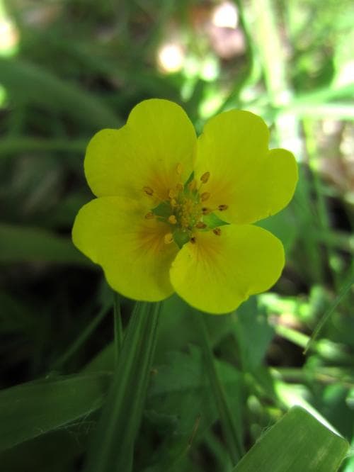 revig blodrot Potentilla anglica