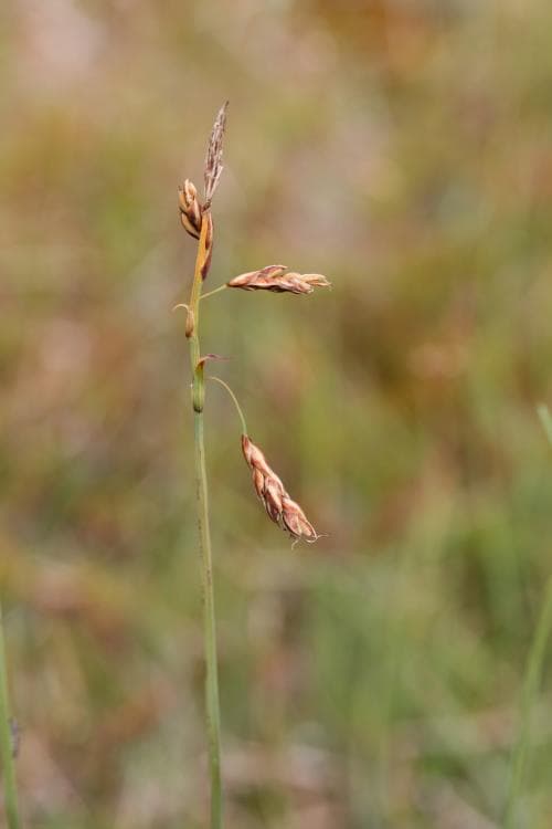 myggstarr Carex rariflora