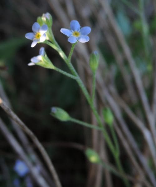 vanlig sumpförgätmigej Myosotis laxa subsp. caespitosa