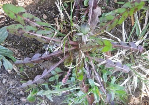 ängsmaskros Taraxacum hamatum