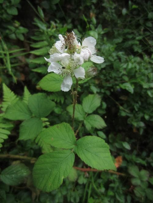 klobjörnbär Rubus lindebergii