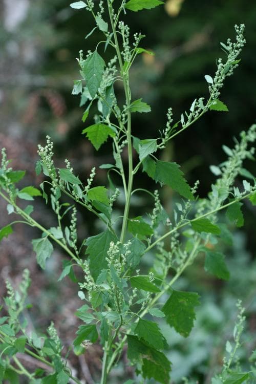 svenskmålla Chenopodium suecicum