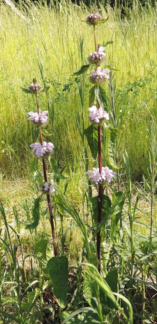 röd lejonsvans Phlomoides tuberosa