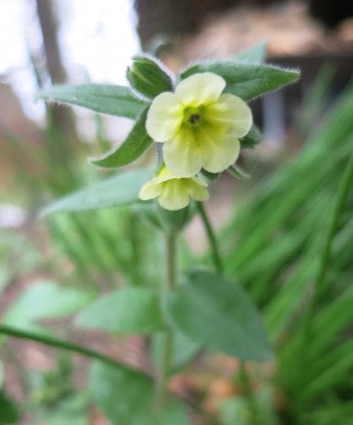 gulnonnea Nonea lutea