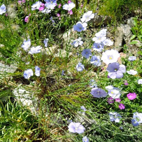klipplin Linum austriacum