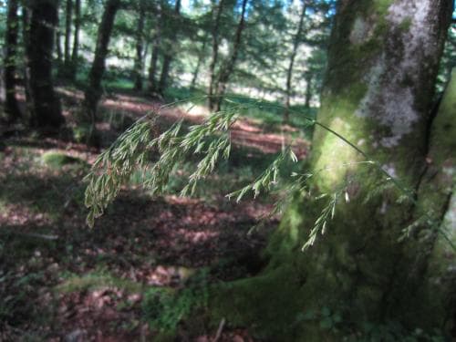 skogssvingel Drymochloa sylvatica