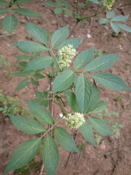 vanlig druvfläder Sambucus racemosa var. racemosa