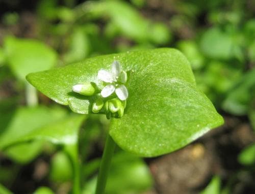 vinterportlak Claytonia perfoliata