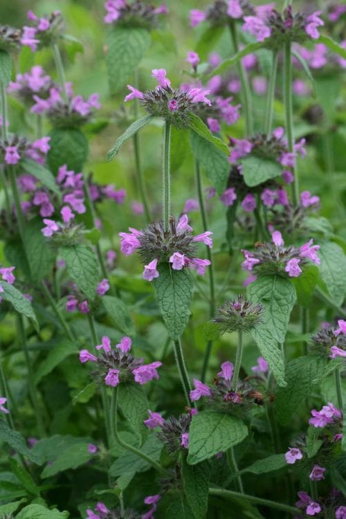 bergmynta Clinopodium vulgare