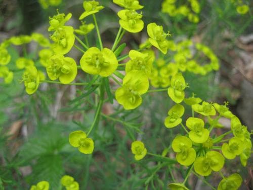 vårtörel Euphorbia cyparissias