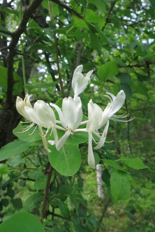äkta kaprifol Lonicera caprifolium