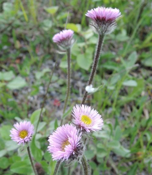 rosenbinka Erigeron borealis