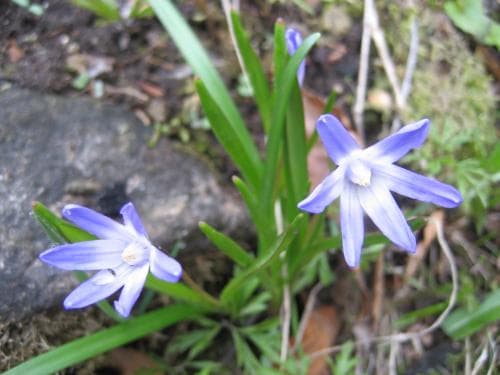 vårstjärna Scilla forbesii