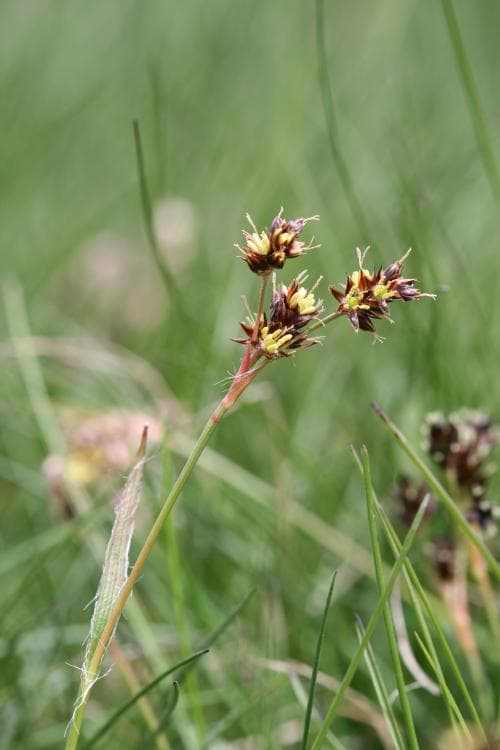 knippfryle Luzula campestris