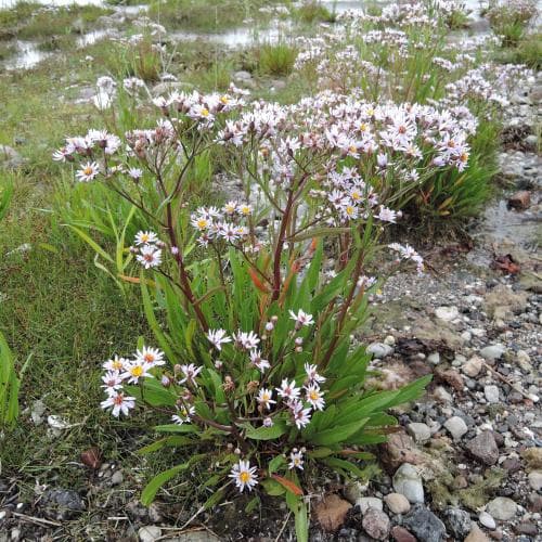 strandaster Tripolium pannonicum subsp. tripolium