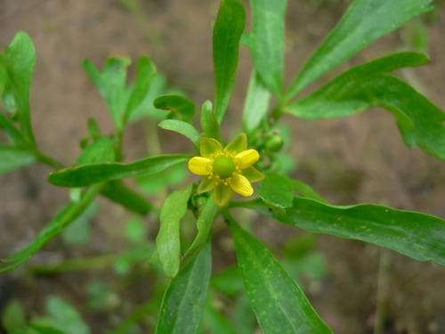 tiggarranunkel Ranunculus sceleratus