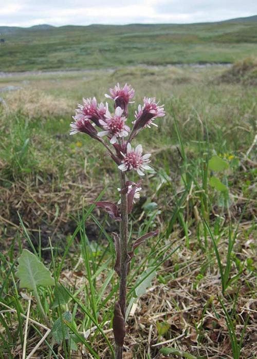fjällskråp Petasites frigidus