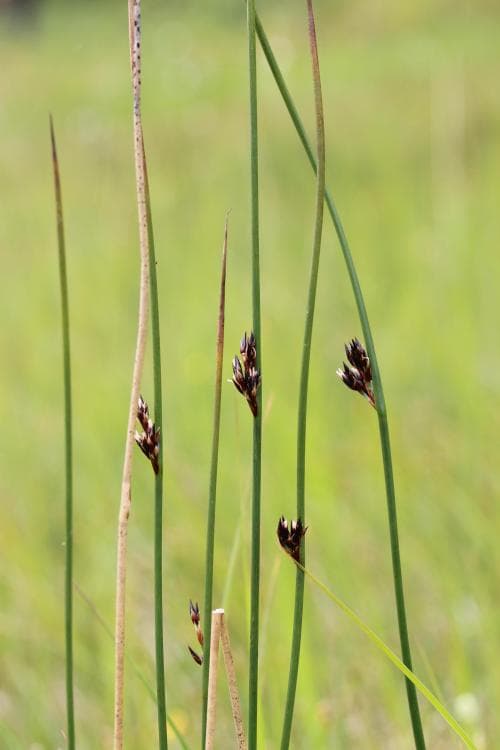 fjälltåg Juncus arcticus