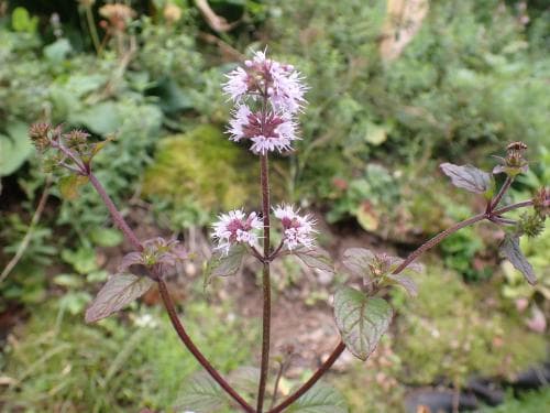 vanlig vattenmynta Mentha aquatica subsp. aquatica