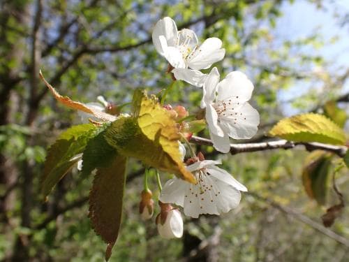 sötkörsbär Prunus avium