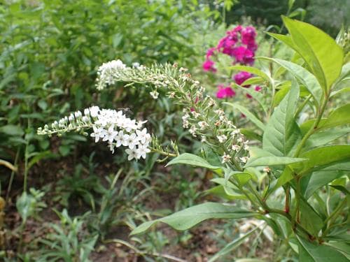 vitlysing Lysimachia clethroides