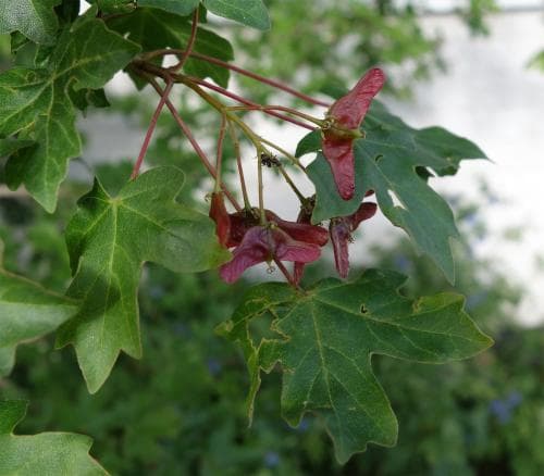naverlönn Acer campestre