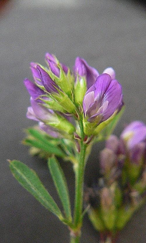 blålusern Medicago sativa subsp. sativa