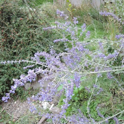 afghanperovskia Perovskia atriplicifolia