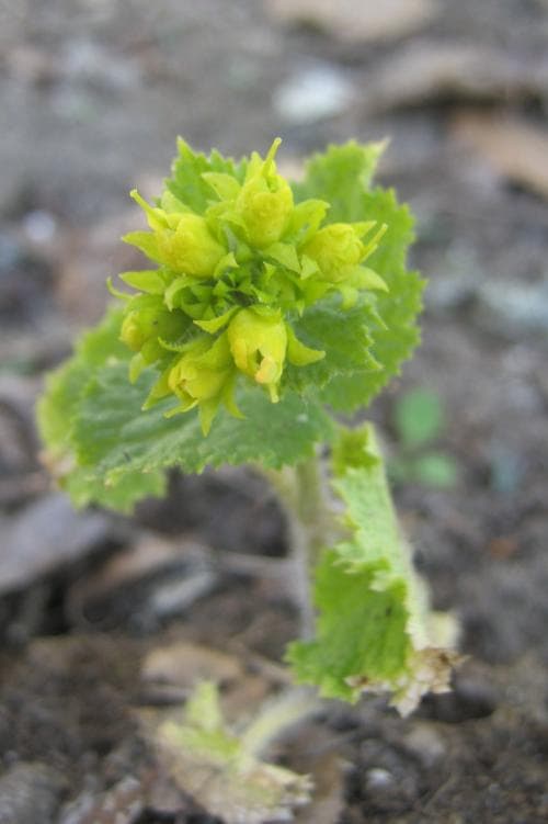 guldflenört Scrophularia chrysantha