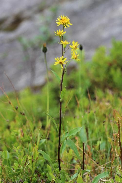 lappgullris Solidago virgaurea subsp. lapponica