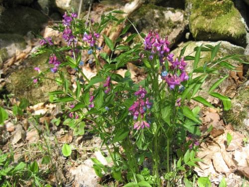vårärt Lathyrus vernus