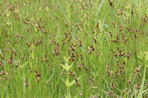 plattstarr Carex disticha