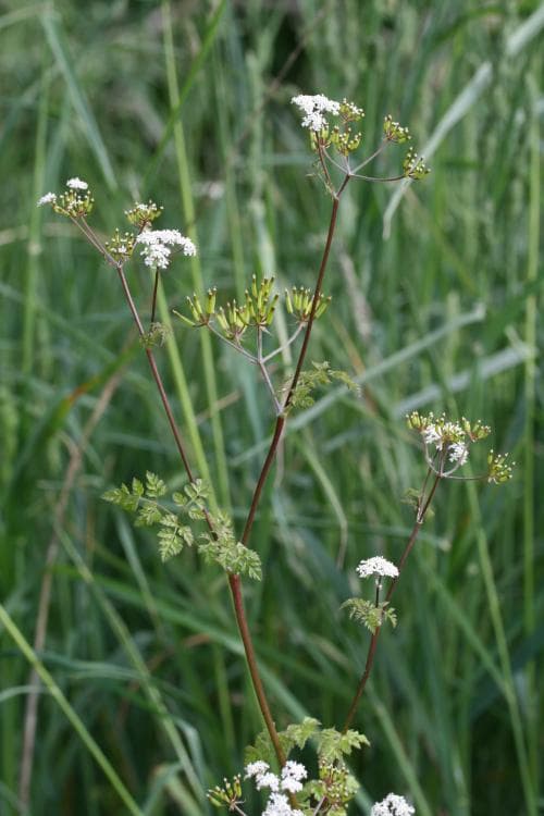 hårkörvel Chaerophyllum temulum
