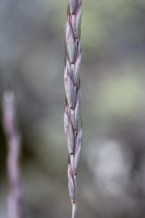stor fjällelm Elymus kronokensis subsp. subalpinus
