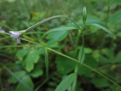 vanlig kärrdunört Epilobium palustre var. palustre