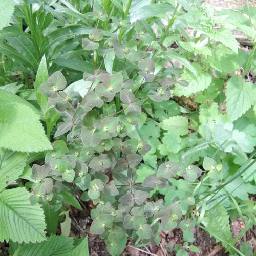 söttörel Euphorbia dulcis