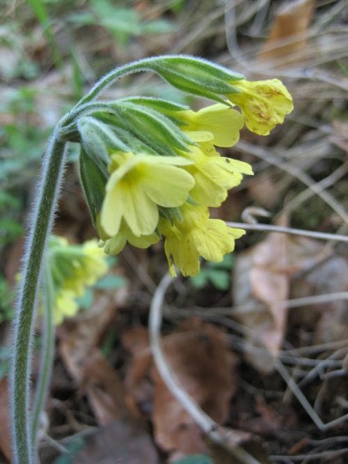 äkta lundviva Primula elatior subsp. elatior