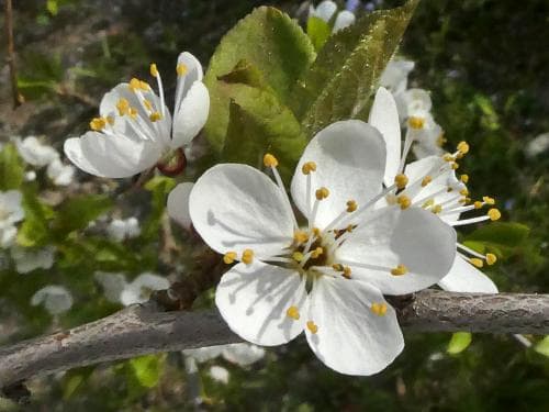 körsbärsplommon Prunus cerasifera