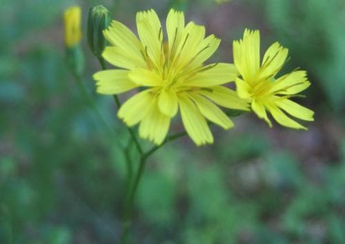 vanlig harkål Lapsana communis subsp. communis