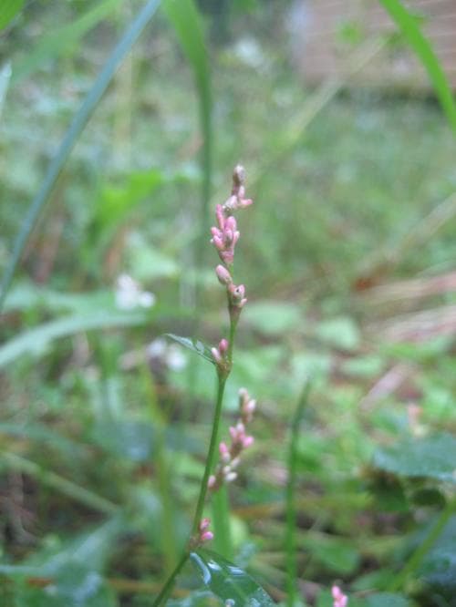 rosenpilört Persicaria minor