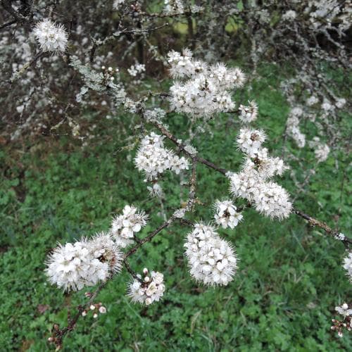 slån Prunus spinosa