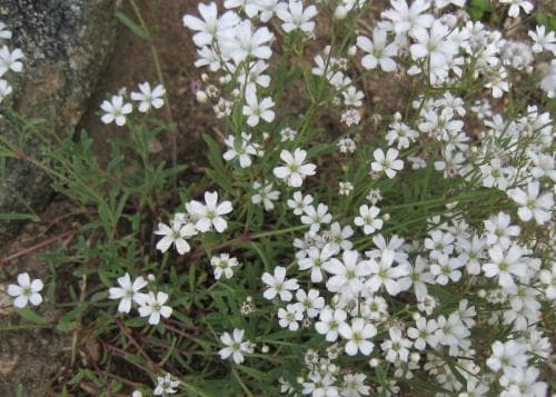 hängslöja Gypsophila repens