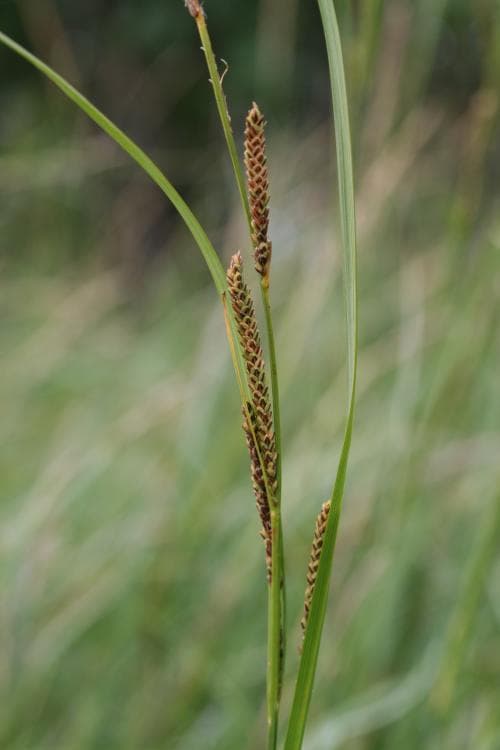 norrlandsstarr Carex aquatilis