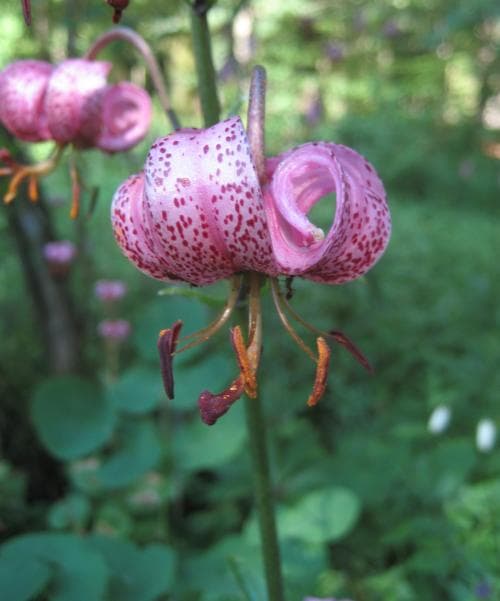 krollilja Lilium martagon