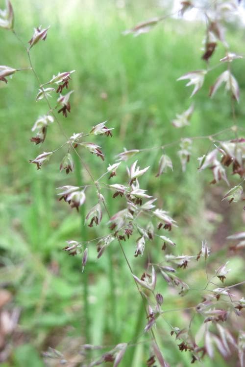 borsttåtel Corynephorus canescens