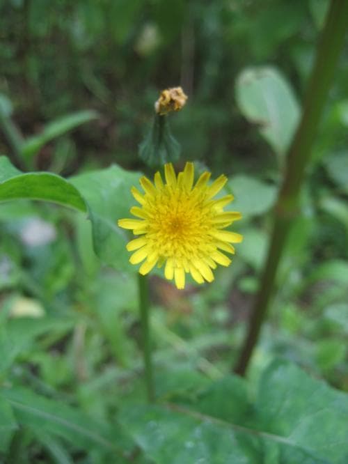 kålmolke Sonchus oleraceus